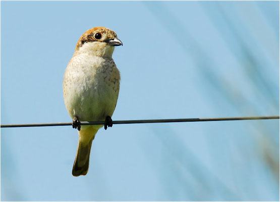 ROTKOPFWÜRGER, WOODCHAT SHRIKE, LANIUS SENATOR