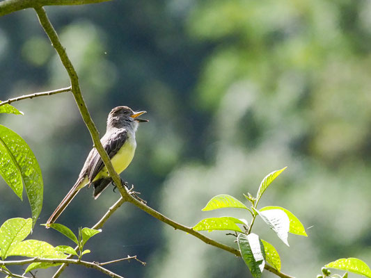 TASZANOWSKI-TYRANN, PALE-EDGED FLYCATCHER - MYIARCHUS CEPHALOTES