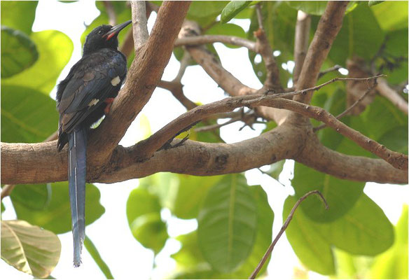 BAUMHOPF, BLACK WOOD HOOPOE, PHOENICULUS ATERRIMUS 