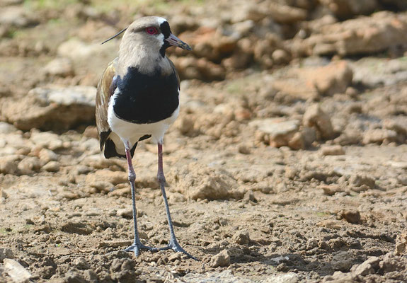 BRONZEKIEBITZ, SOUTHERN LAPWING, VANELLUS CHILENSIS