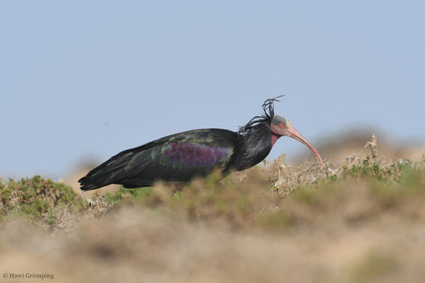 WALDRAPP, BALD IBIS, GERONTICUS EREMITA