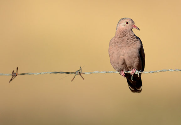 ROSTTÄUBCHEN, RUDDY GROUND DOVE, COLUMBINA TALPACOTI