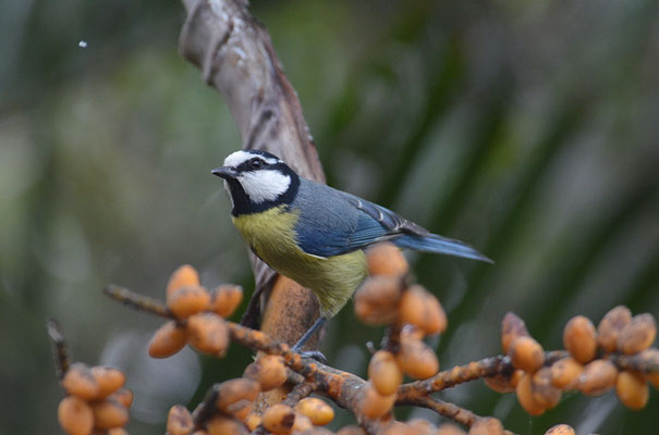 TENERIFFAMEISE, CANARY ISLANDS TIT, PARUS TENERIFFAE