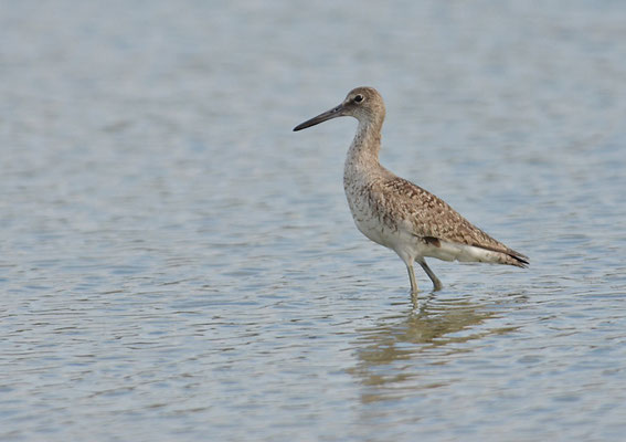 SCHLAMMTRETER, WILLET, CATOPTROPHORUS SEMIPALMATUS