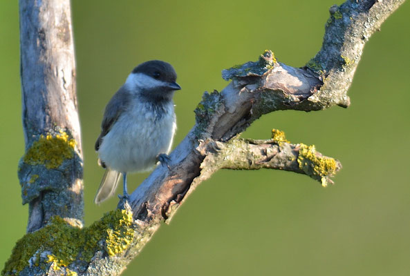 TRAUERMEISE, SOMBRE TIT, POECILE LUGUBRIS