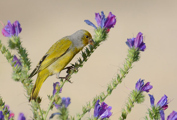 KAP-KANARIENVOGEL, CAPE CANARY, SERINUS CANICOLLIS