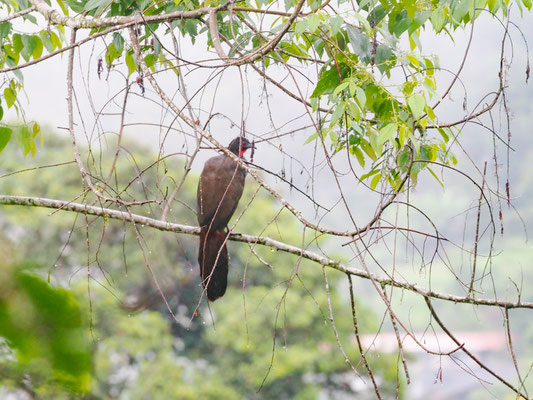 ROSTBAUCHGUAN, CRESTED GUAN, PENELOPE PURPURASCENS
