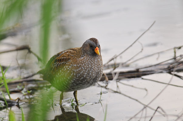 TÜPFELRALLE, SPOTTED CRAKE, PORZANA PORZANA