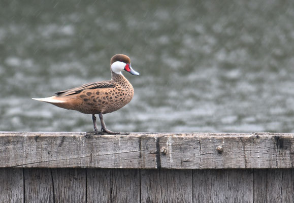 BAHAMAENTE, WHITE-CHEEKED PINTAIL, ANAS BAHAMENSIS