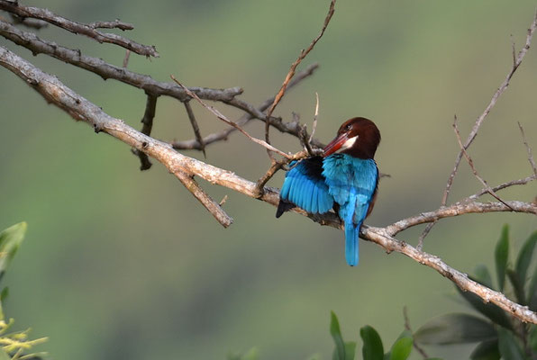 BRAUNLIEST, WHITE-THROATED KINGFISHER, HALYCON SMYRNENSIS