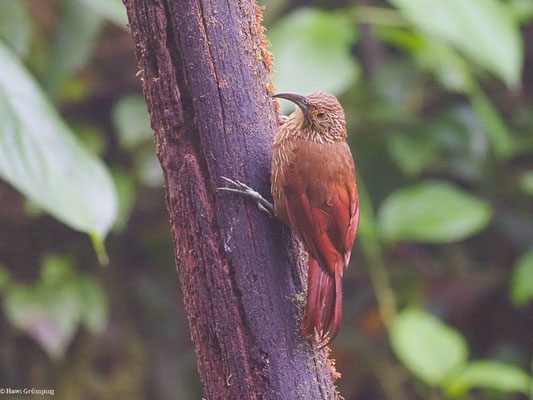 STARKSCHNABEL-BAUMSTEIGER, STRONG-BILLED WOODCREEPER - XIPHOCOLAPTES  PROMEROPIRHYNCHUS