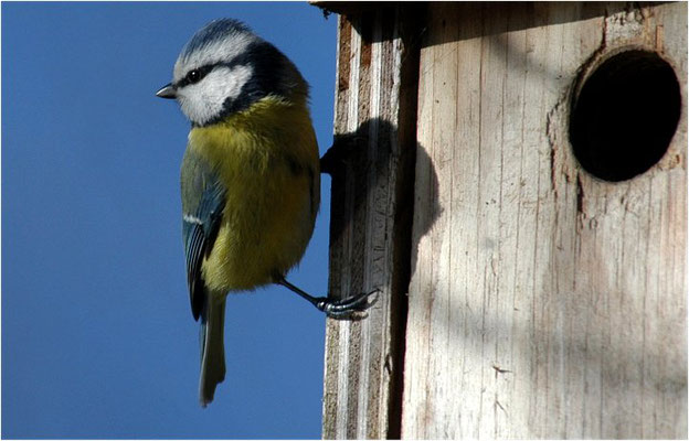 BLAUMEISE, BLUE TIT, CYANISTES CAERULEUS