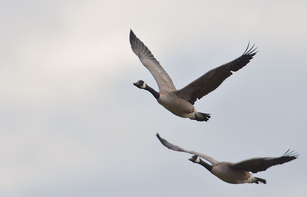 KANADAGANS, CANADA GOOSE, BRANTA CANADENSIS