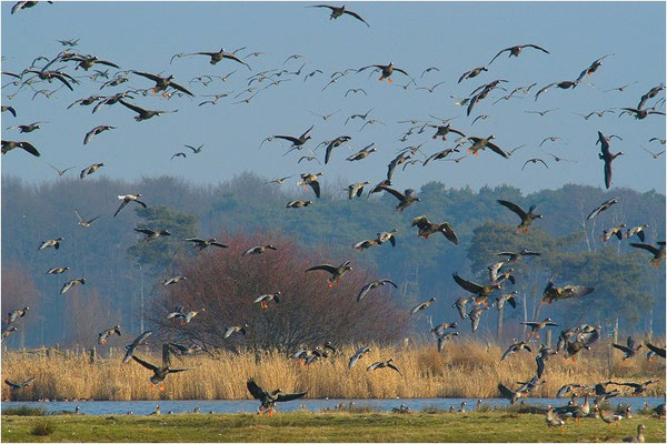 BLÄSSGANS, WHITE-FRONTED GOOSE, ANSER ALBIFRONS