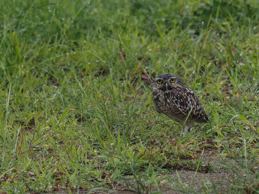 KANINCHENEULE, BURROWING OWL - ATHENE CUNICULARIA