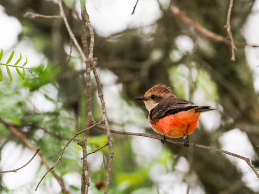 RUBINTYRANN, VERMILLION FLYCATCHER - PYROCEPHALUS RUBINUS