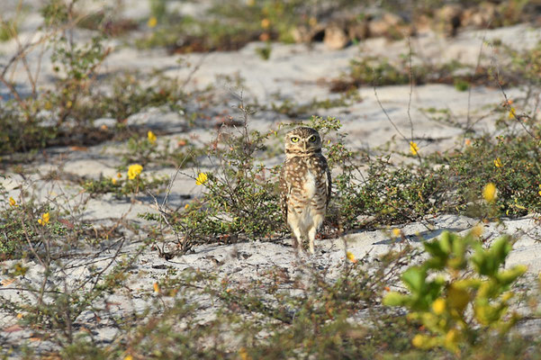 KANINCHENKAUZ, BURROWING OWL, ATHENE CUNICULARIA