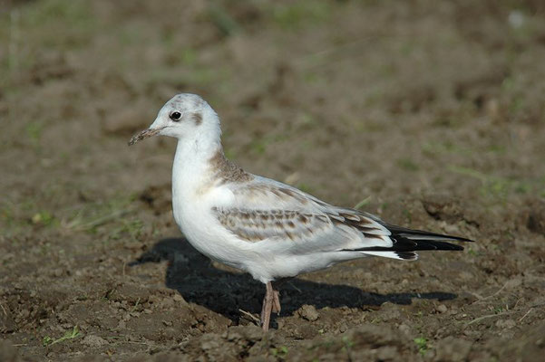 LACHMÖWE, BLACK-HEADED GULL, CHROICOCEPHALUS RIDIBUNDUS