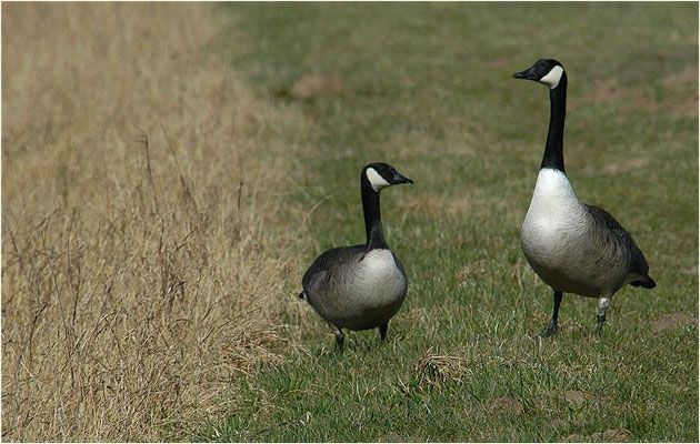 KANADAGANS, CANADA GOOSE, BRANTA CANADENSIS