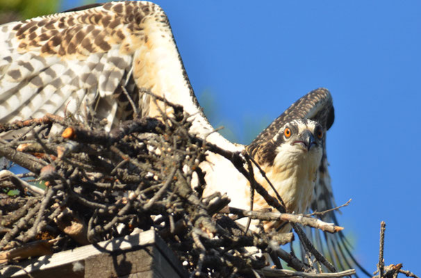 FISCHADLER, OSPREY, PANDION HALIAETUS