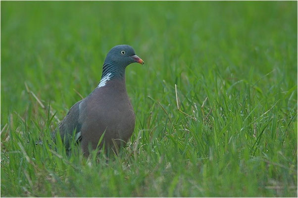 RINGELTAUBE, WOOD PIGEON,  COLUMBA PALUMBUS