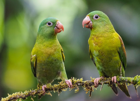 TOVISITTICH, ORANGE-CHINNED PARAKEET, BROTOGERIS JUGULARIS