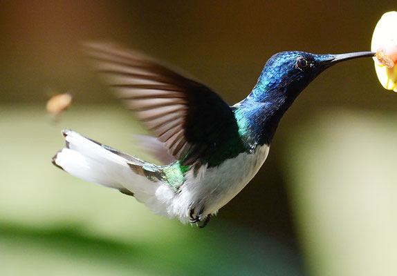 WEISSNACKENKOLIBRI, WHITE-NECKED JACOBIN, FLORISUGA MELLIVORA