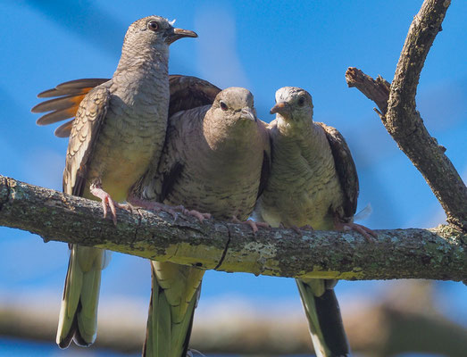 INKATÄUBCHEN, INCA DOVE, COLUMBINA INCA