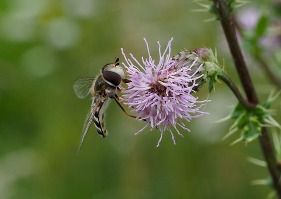SPÄTE GROSSSTIRNSCHWEBFLIEGE, SCAEVA PYRASTRI