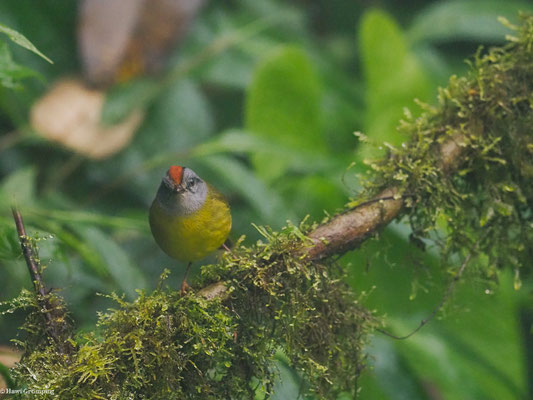 GOLDSCHEITELWALDSÄNGER, RUSSET-CROWNED WARBLER - MYIOTHLYPIS CORONATA