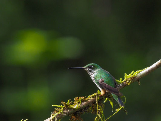 PERU-FLAGGENSYLPHE, PERUVIAN RACKET-TAIL - OCREATUS PERUANUS
