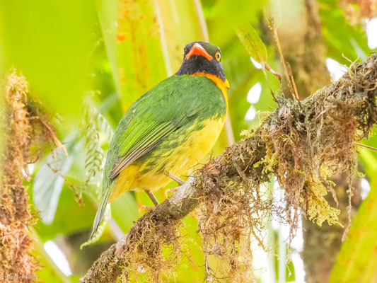 Orangebrustkotinga, Orange-breasted Fruiteater - Pipreola jucunda