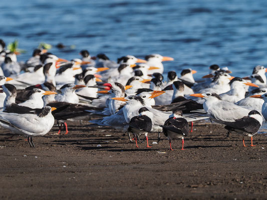 KÖNIGSSEESCHWALBE, ROYAL TERN, THALASSEUS MAXIMUS