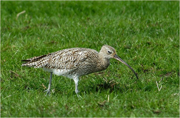 BRACHVOGEL, EURASIAN CURLEW, NUMENIUS ARQUATA