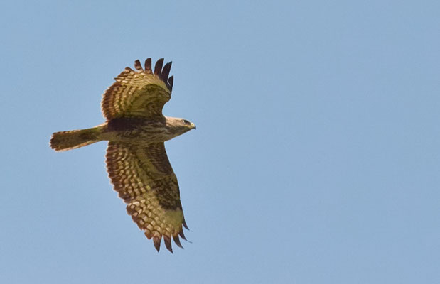 WESPENBUSSARD, HONEY BUZZARD, PERNIS APIVORUS