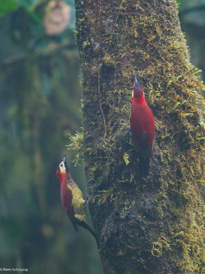 ROTMANTELSPECHT, CRIMSON-MANTLED WOODPECKER - COLAPTES RIVOLII