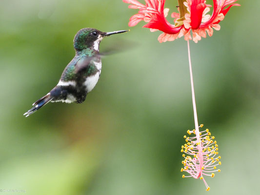 Grüne Fadenelfe, Green Thorntail - Discosura conversii