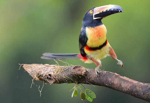 HALSBANDARASSARI, COLLARED ARACARI, PTEROGLOSSUS TORQUATUS