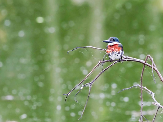 Grünfischer, Green Kingfisher - Chloroceryle americana