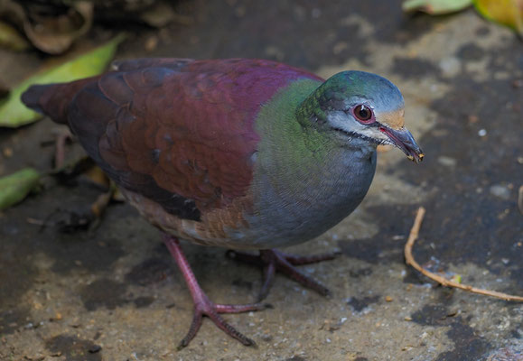 COSTA RICA-WACHTELTAUBE, BUFF-FRONTED QUAIL-DOVE, GEOTRYGON COSTARICENSIS