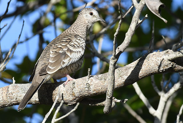 SCHUPPENTÄUBCHEN, SCALED DOVE, COLUMBINA SQUAMMATA