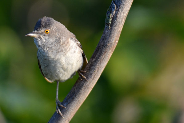 SPERBERGRASMÜCKE, BARRED WARBLER, SYLVIA NISORIA