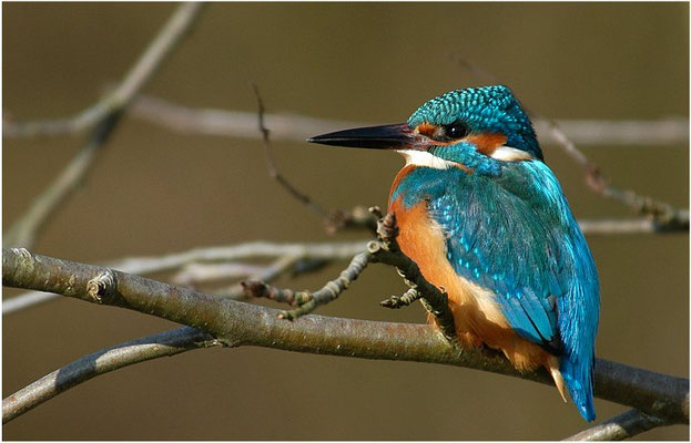 EISVOGEL, COMMON KINGFISHER, ALCEDO ATTHIS