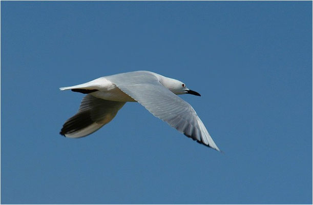 DÜNNSCHNABELMÖWE, SLENDER-BILLED GULL, CHROICOCEPHALUS GENEI