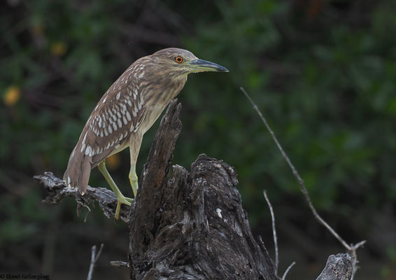 Nachtreiher (Jungvogel)