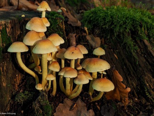 Grünblättriger Schwefelkopf - Hypholoma fasciculare