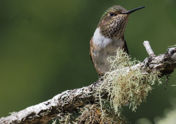 VULKANELFE, VOLCANO HUMMINGBIRD, SELASPHORUS FLAMMULA