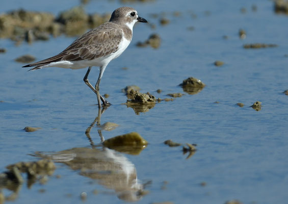 WÜSTENREGENPFEIFER, GREATER SAND PLOVER, CHARADRIUS LESCHENAULTII
