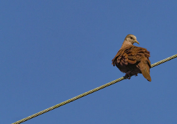 ROSTTÄUBCHEN, RUDDY GROUND DOVE, COLUMBINA TALPACOTI