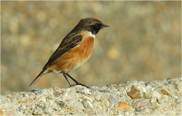 SCHWARZKEHLCHEN, STONECHAT, SAXICOLA TORQUATUS